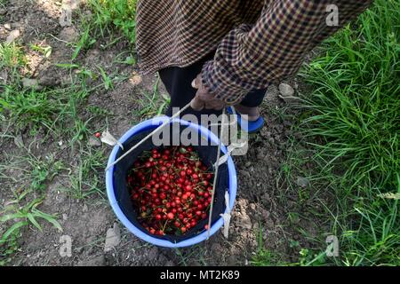 Ein Bauer trägt einen Korb mit frisch gepflückte Kirschen am Stadtrand von Srinagar. Die Ernte von köstlichen und leckeren kirsche frucht Ernte in vollem Gange in Kaschmir Valley angegeben. Etwa 25 Prozent der Bevölkerung des Staates sind direkt oder indirekt mit der Gartenbau beteiligt. Kaschmir cherry genießt praktisch ein Monopol als die Frucht vom Staat im ganzen Land bevorzugte ist für seinen Geschmack und Qualität. Die Produktion von Cherry ist immer Jahr. Nach Angaben der Gartenbau Abteilung die Kirsche Produktion soll in diesem Jahr um gut zu sein. Stockfoto