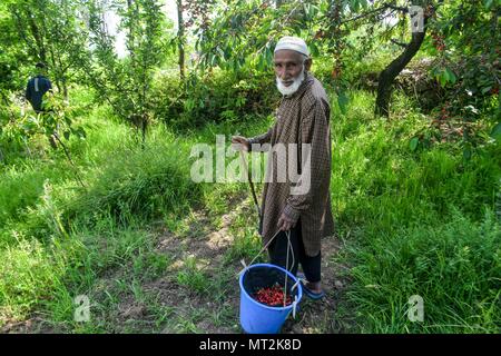 Ein Bauer trägt einen Korb mit frisch gepflückte Kirschen am Stadtrand von Srinagar. Die Ernte von köstlichen und leckeren kirsche frucht Ernte in vollem Gange in Kaschmir Valley angegeben. Etwa 25 Prozent der Bevölkerung des Staates sind direkt oder indirekt mit der Gartenbau beteiligt. Kaschmir cherry genießt praktisch ein Monopol als die Frucht vom Staat im ganzen Land bevorzugte ist für seinen Geschmack und Qualität. Die Produktion von Cherry ist immer Jahr. Nach Angaben der Gartenbau Abteilung die Kirsche Produktion soll in diesem Jahr um gut zu sein. Stockfoto