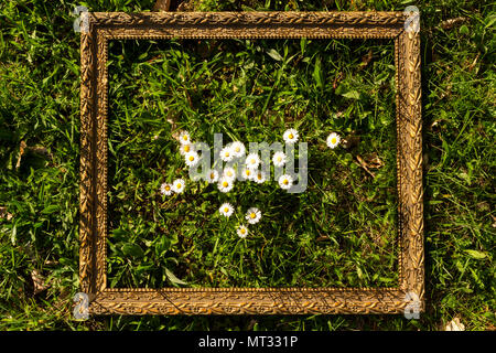 Gerahmte Gänseblümchen blühen in lebendigem Frühlingsgras inmitten üppiger Vegetation und natürlicher Schönheit Stockfoto