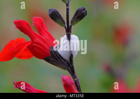 Kuckuck spucken oder froghopper Eier lateinischer Name spumarius phiaenus auf Scharlachrot blühenden Salbei royal Hummeln oder Salvia x-vulgare in Italien im Frühling Stockfoto