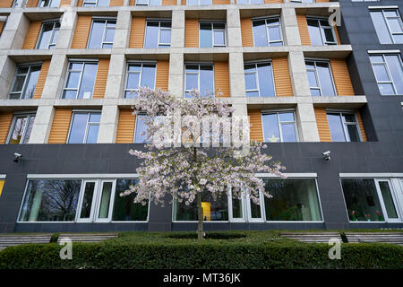 Berlin, Deutschland - 3. April 2017: Cherry Blossom tree in Berlin Stockfoto