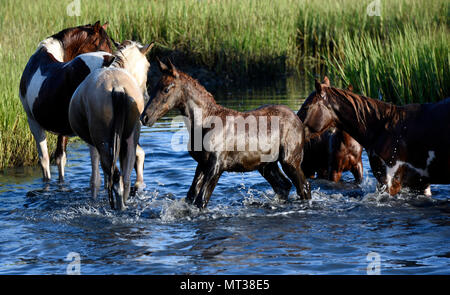 Wilden Ponys aus dem Wasser auf der östlichen Seite von Chincoteague Island, Virginia, während die 92. jährliche Chincoteague pony Schwimmen, 26. Juli 2017. Die Ponys werden geglaubt, Nachkommen der Überlebenden einer spanischen Galeone, die ruinierte Assateague Island zu sein. (U.S. Coast Guard Foto von Petty Officer 3. Klasse Corinne Zilnicki/Freigegeben) Stockfoto