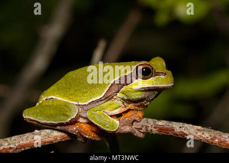 Pine Barrens treefrog thront auf einem Zweig - Hyla andersonii Stockfoto