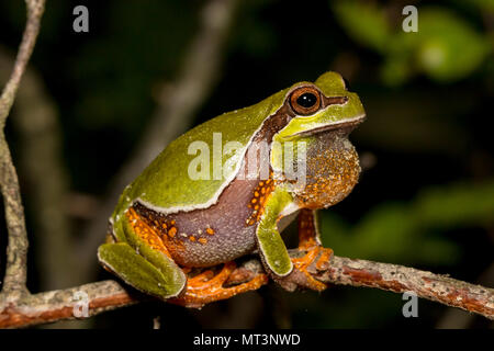 Vocalizing Pine Barrens Laubfrosch - Hyla andersonii Stockfoto