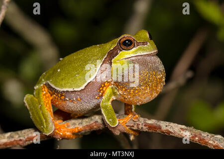 Vocalizing Pine Barrens Laubfrosch - Hyla andersonii Stockfoto