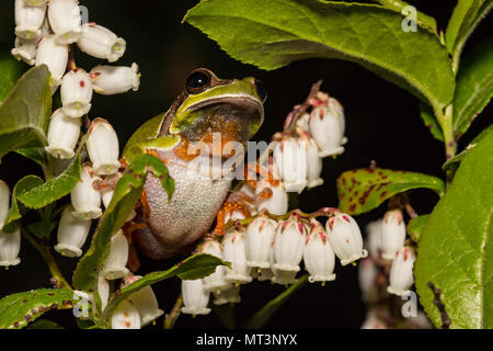 Pine Barrens Tree Frog in einem blühenden Größenmaß - Hyla andersonii Stockfoto