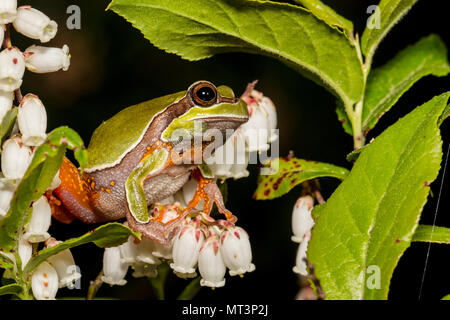 Pine Barrens Tree Frog in einem blühenden Größenmaß - Hyla andersonii Stockfoto