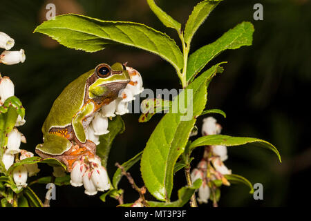 Pine Barrens Tree Frog in einem blühenden Größenmaß - Hyla andersonii Stockfoto