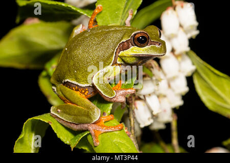 Pine Barrens Tree Frog in einem blühenden Größenmaß - Hyla andersonii Stockfoto