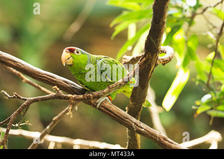 Flieder - gekrönte Papagei (Amazona finschi) Stockfoto