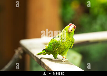 Flieder - gekrönte Papagei (Amazona finschi) Stockfoto