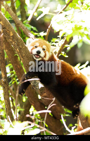 Ein kleiner Panda (Ailurus fulgens) ruht in einem Baum. Stockfoto