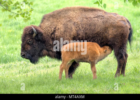 Kuh amerikanische Bison (Bison bison) Ernährung Kalb, Iowa, USA Stockfoto