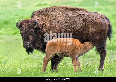 Kuh amerikanische Bison (Bison bison) Ernährung Kalb, Iowa, USA Stockfoto