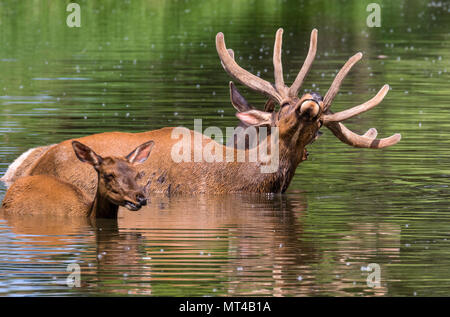 Eine Gruppe von amerikanischen Wapiti (Cervus canadensis) Baden in einem See während des heißen Sommertag, Iowa, USA. Stockfoto