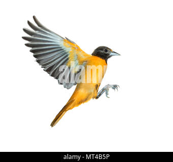 Männliche Baltimore Oriole (Icterus galbula) fliegen, auf weißem Hintergrund, Beschneidungspfade befestigt. Stockfoto