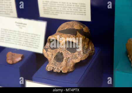 Fossiler Schädel von Australopithecus africanus, der 1947 von Robert Broom und John T. Robinson entdeckt wurde. Stockfoto