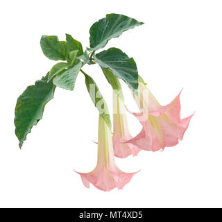 Angel's trumpet Blumen auf weißem Hintergrund Stockfoto