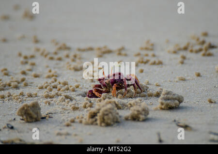 Lila crab kriechen aus der Öffnung im Sand am Strand im nördlichen Senegal, Afrika Stockfoto