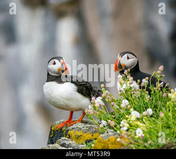 Zwei Papageitaucher, Fratercula Arctica, auf einem Felsvorsprung mit meerescampion, Naturschutzgebiet Isle of May, Schottland, Großbritannien Stockfoto