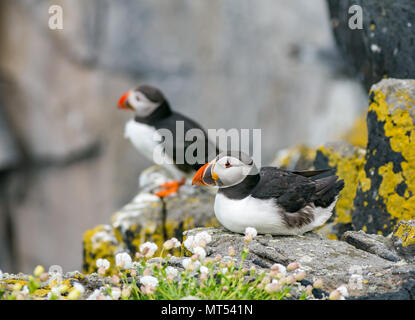 Zwei Papageitaucher, Fratercula Arctica, auf einem Felsvorsprung mit meerescampion, Naturschutzgebiet Isle of May, Schottland, Großbritannien Stockfoto