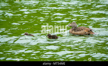 Weibliche Eider Ente, Somateria mollissima, mit Küken, die Insel kann seabird Naturschutzgebiet, Schottland, Großbritannien Stockfoto