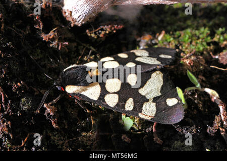 Creme - Spot Tiger Moth oder Creme spot Close-up Lateinischer Name arctia villica auf einer Anlage mit sehr klaren Antenne in Italien Stockfoto