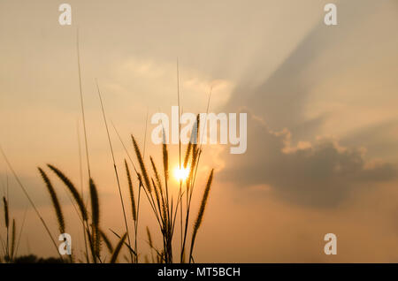 Schöne poaceae, Gräser in der Wiese während des Sonnenuntergangs. Stockfoto