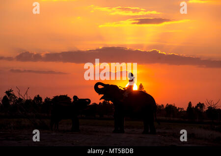 Ein Elefant, stehend auf einem Reisfeld in den Morgen. Elefant Dorf im Nordosten von Thailand, schöne Beziehung zwischen Mensch und Elefant. Stockfoto