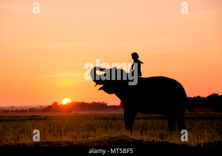 Ein Elefant, stehend auf einem Reisfeld in den Morgen. Elefant Dorf im Nordosten von Thailand, schöne Beziehung zwischen Mensch und Elefant. Stockfoto