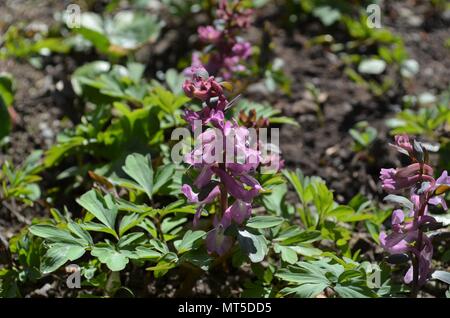 Kleine violette Blumen blühen auf dem Boden im Frühjahr Stockfoto