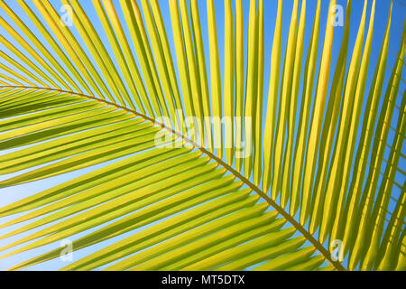 Blätter der Palmen im Wind flattern gegen den blauen Himmel. Ansicht von unten. Sonnigen Tag. Riviera Maya Mexiko Stockfoto