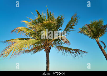 Blätter der Palmen im Wind flattern gegen den blauen Himmel. Ansicht von unten. Sonnigen Tag. Riviera Maya Mexiko Stockfoto