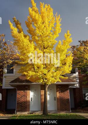 Herbst Straße mit Herbst Ahorn anzeigen buntes Laub. Toronto, Kanada Stockfoto