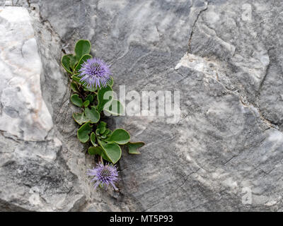 Globulari incanescens, wild auf Felsen in den Apuanischen Alpen, Italien wachsen. Stockfoto