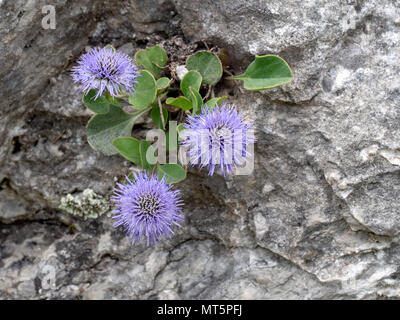Globulari incanescens, wild auf Felsen in den Apuanischen Alpen, Italien wachsen. Stockfoto