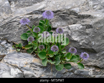 Globulari incanescens, wild auf Felsen in den Apuanischen Alpen, Italien wachsen. Stockfoto