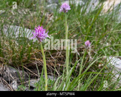 Neotinea tridentata (drei - gezahnte Orchidee). Kleine rosa Wild Orchid. Stockfoto