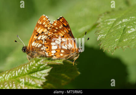 Ein atemberaubendes Paar Paarung Herzog von Burgund Schmetterling (Hamearis lucina) auf ein Blatt. Stockfoto