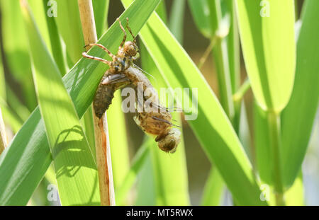 Eine seltene Downy Emerald Dragonfly (Cordulia aenea), die sich aus seinen exuvium im Schilf am Rande eines Teiches. Stockfoto