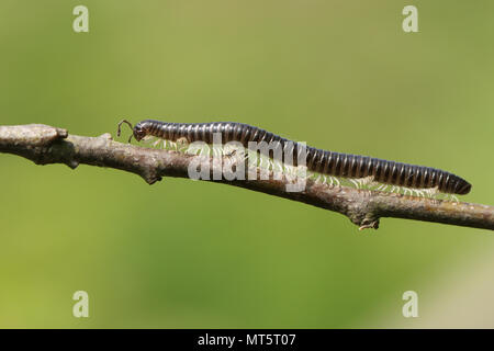 Einen schönen, weißen Beinen Schlange Tausendfüßler (Tachypodoiulus niger) auf einem Zweig. Stockfoto