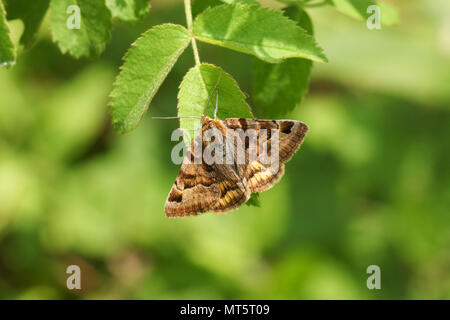Eine hübsche Burnett Begleiter Motte (Euclidia glyphica) auf ein Blatt. Stockfoto