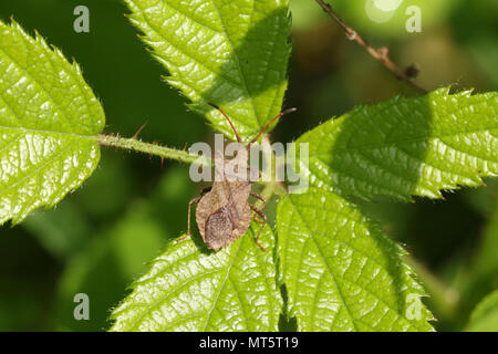 Eine hübsche Dock Bug (Coreus Marginatus) auf ein Blatt. Stockfoto