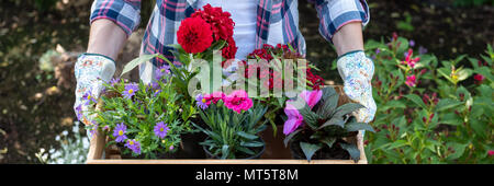 Junge weibliche Gärtner holding Holzkiste voller Blumen bereit, in einem Garten gepflanzt zu werden. Gartenbau hobby Konzept. Web Banner. Stockfoto