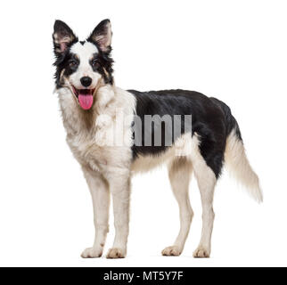 Border Collie keuchend vor weißem Hintergrund Stockfoto