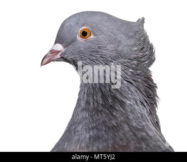 Englisch Fantail Taube, auf weißem Hintergrund schließen Stockfoto