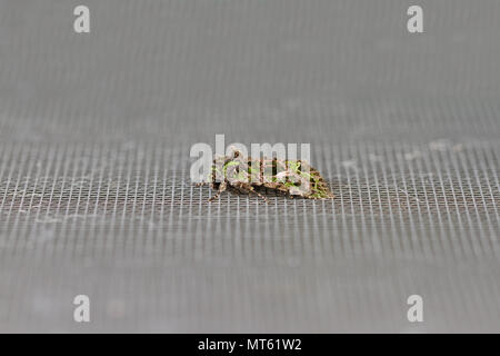 Melde motte Latin trachea atriplicis eine Art noctuid Moth in Ruhe auf einem Bildschirm Tür in Italien ein kontinentales Motte selten in Großbritannien gesehen Stockfoto