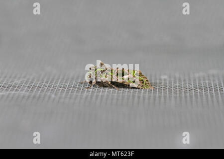 Melde motte Latin trachea atriplicis eine Art noctuid Moth in Ruhe auf einem Bildschirm Tür in Italien ein kontinentales Motte selten in Großbritannien gesehen Stockfoto