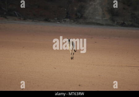 Ein Western grey kangaroo Grenzen entfernt, Western Australia. Stockfoto