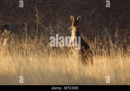 Ein Western grey Kangaroo, Outback Western Australia. Stockfoto